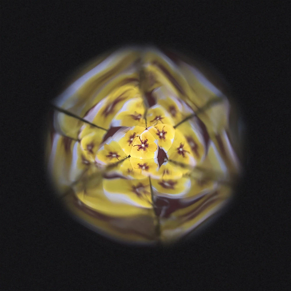 Kaleidoscope de fleurs, photo 3 sur 7