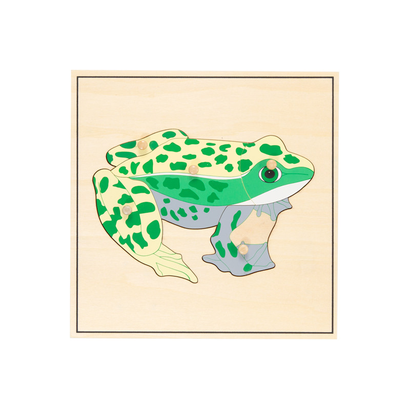 Puzzle squelette de grenouille
